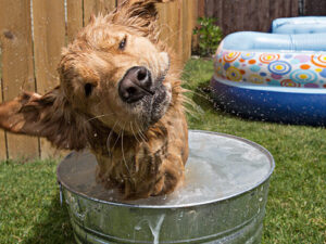 dog shaking off water