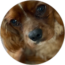Bruce Weigert profile picture